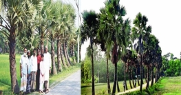 কুমিল্লার চৌদ্দগ্রামে সড়কের দুই পাশে সারি সারি তালগাছ